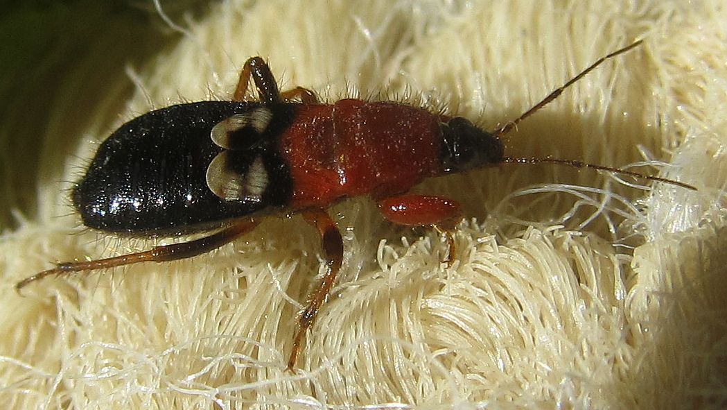 Nabidae: Prostemma saguineum f. krueperi, from Turkey